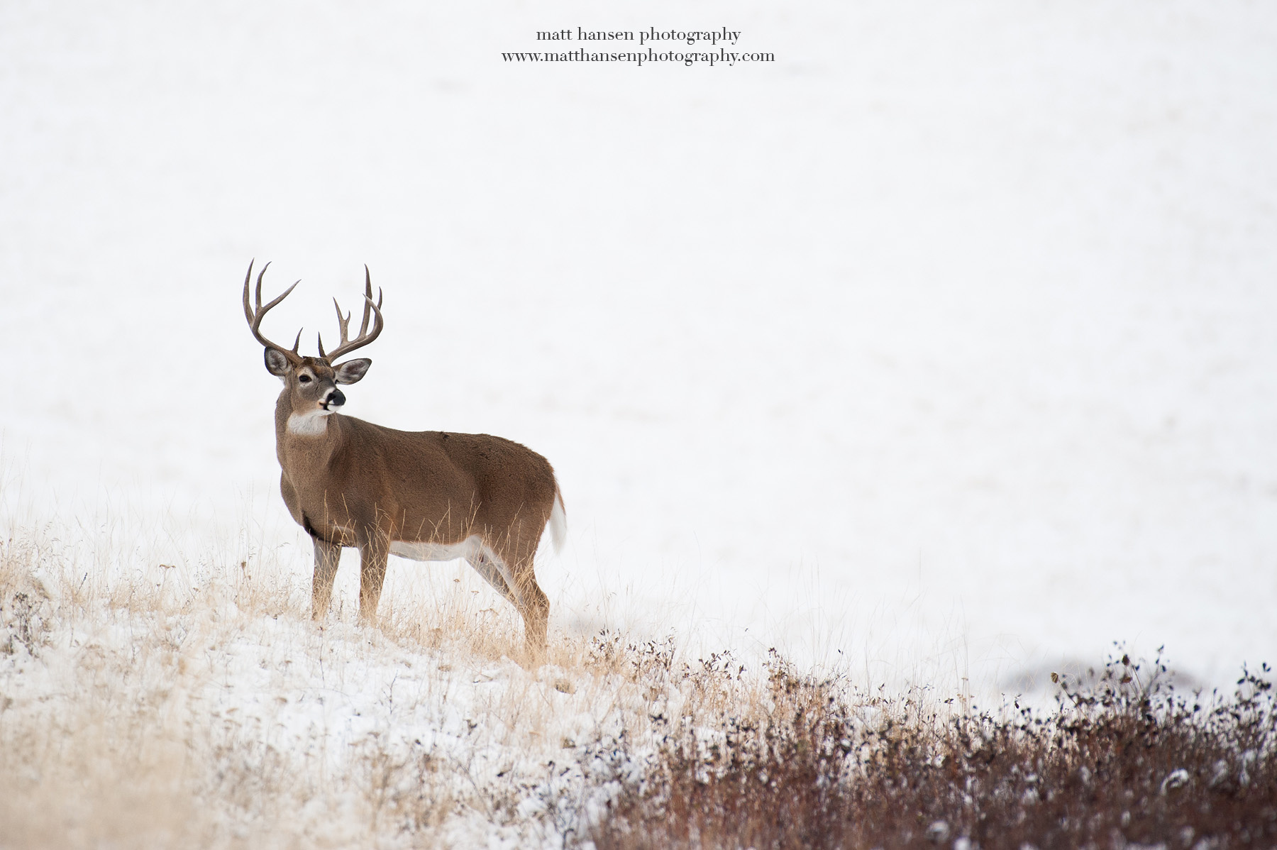 Whitetail Deer Photography Whitetail Deer Photography